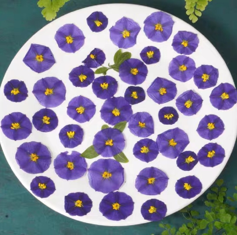 Pressed Flower Frame - 100pcs Pressed Dried Lycianthes rantonnetii Bitter