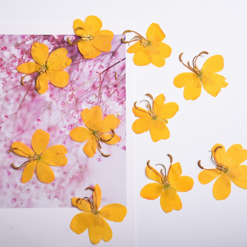 Pressed Flower Frame - Pressed Dried Yellow Butterfly Flower Plant