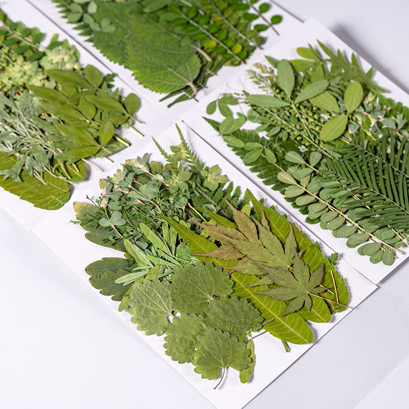 1Set 35pcs Pressed Dried Flowe - Pressed Flower Frame 评论和价格