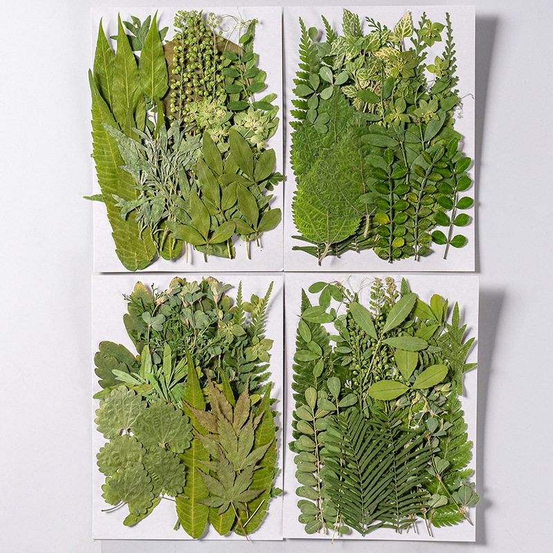 1Set 35pcs Pressed Dried Flowe - Pressed Flower Frame 评论和价格