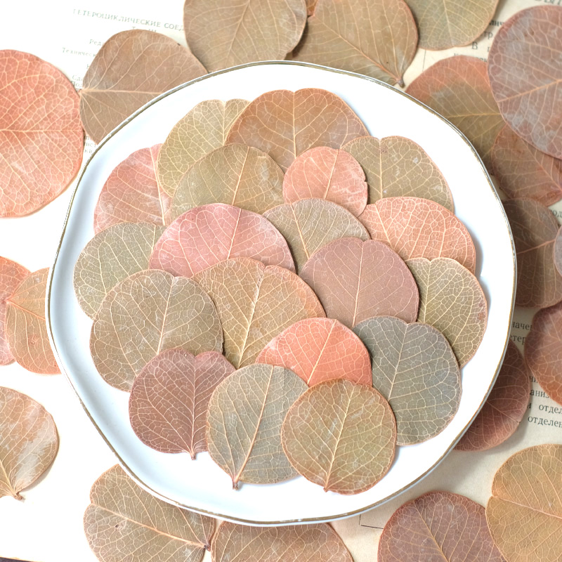 3-5cm/12pcs,Pressed flower dri - Pressed Flower Frame 评论和价格