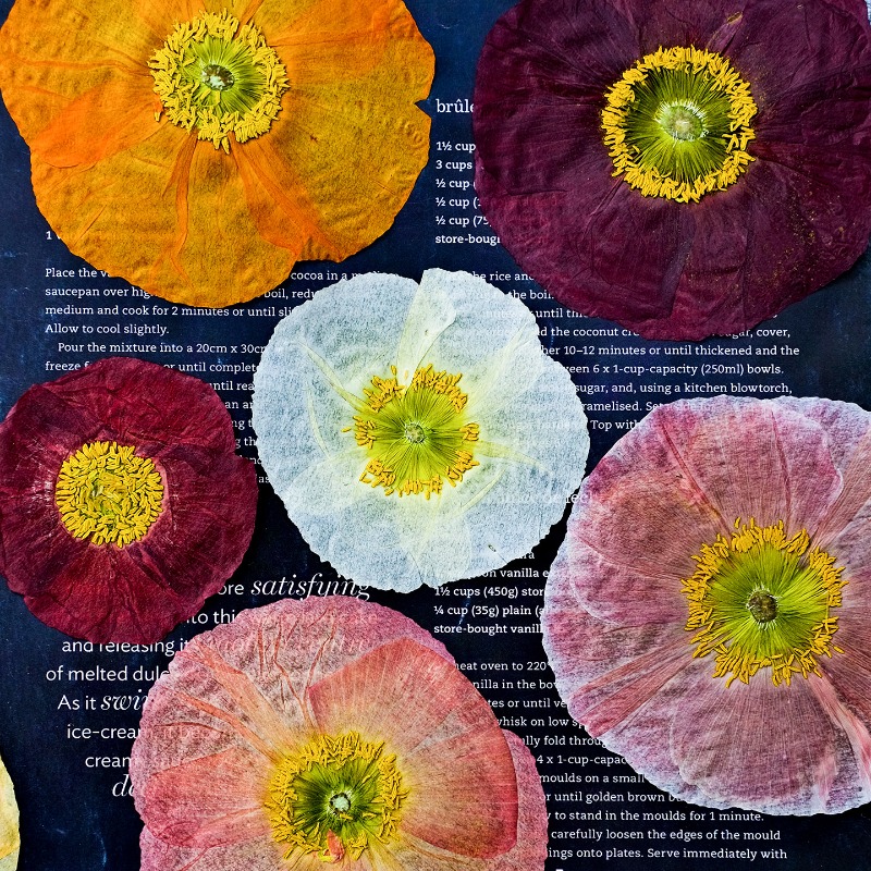 1pcs,Nature Field Poppy Presse - Pressed Flower Frame 评论和价格