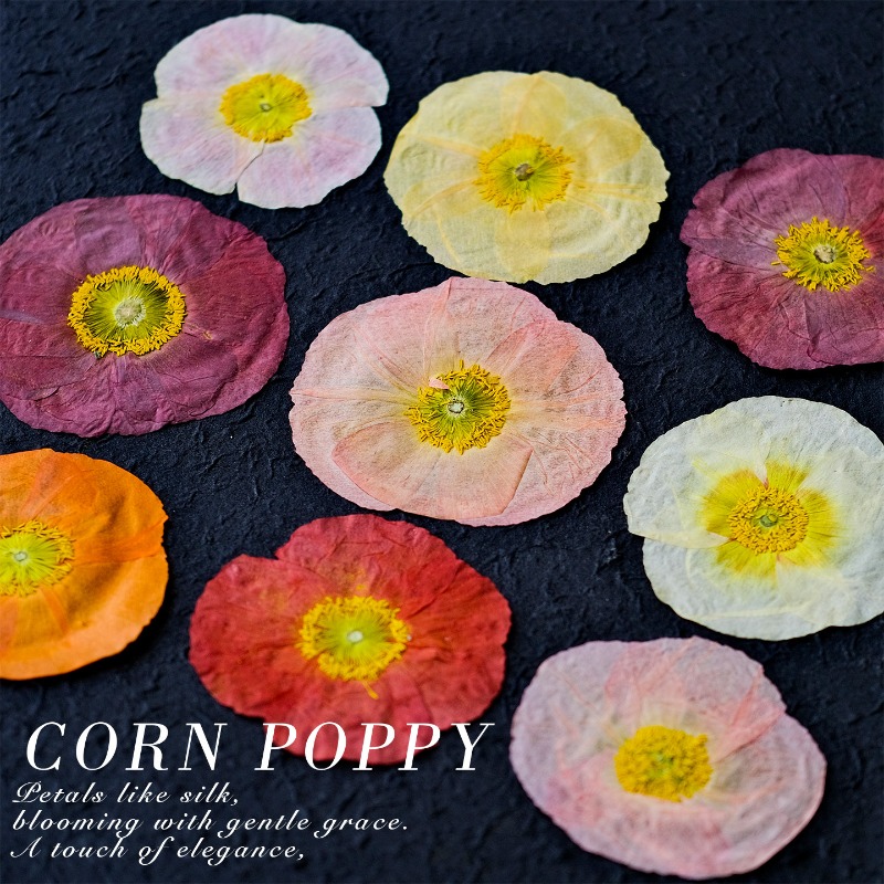 1pcs,Nature Field Poppy Presse - Pressed Flower Frame 评论和价格