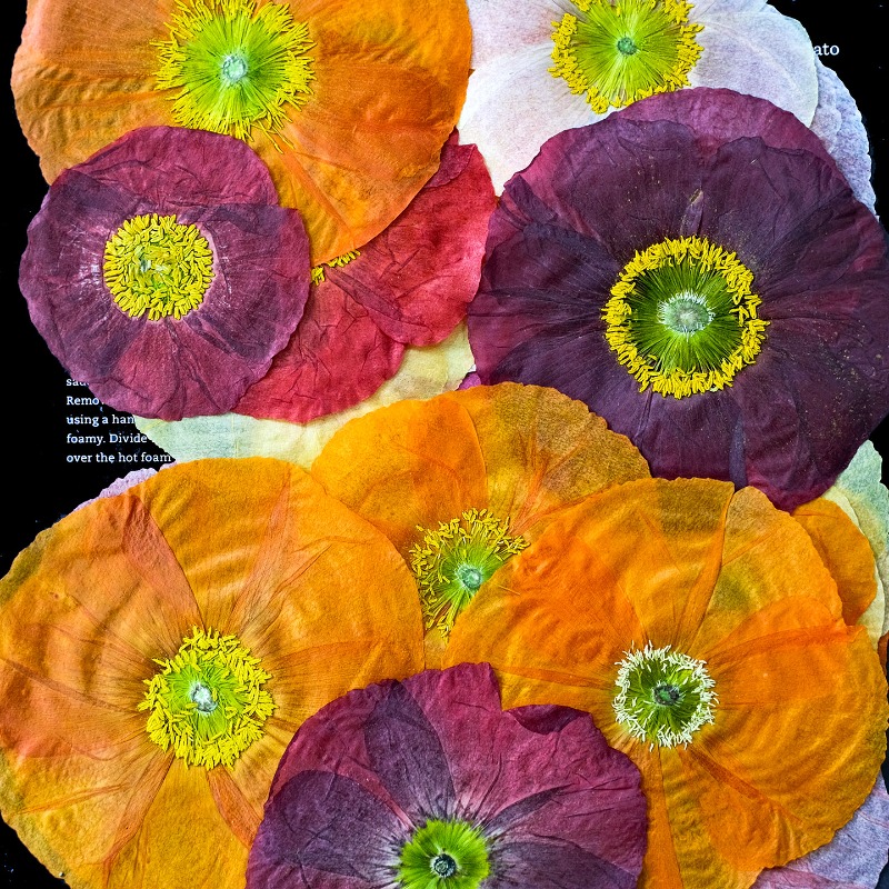 1pcs,Nature Field Poppy Presse - Pressed Flower Frame 评论和价格