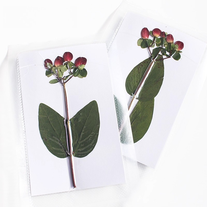 New Premium Branch Original Co - Pressed Flower Frame 评论和价格