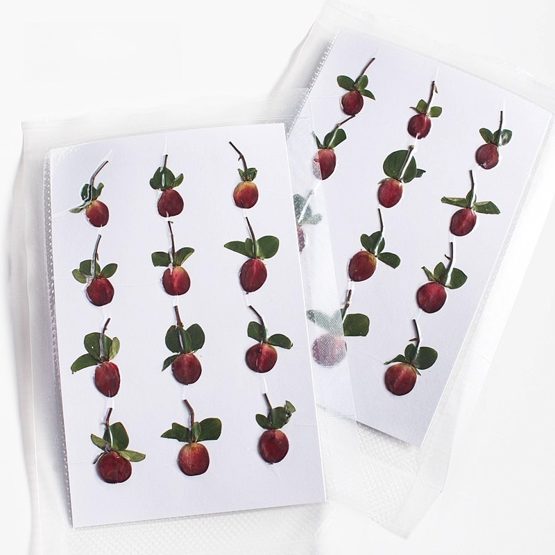 New Premium Branch Original Co - Pressed Flower Frame 评论和价格