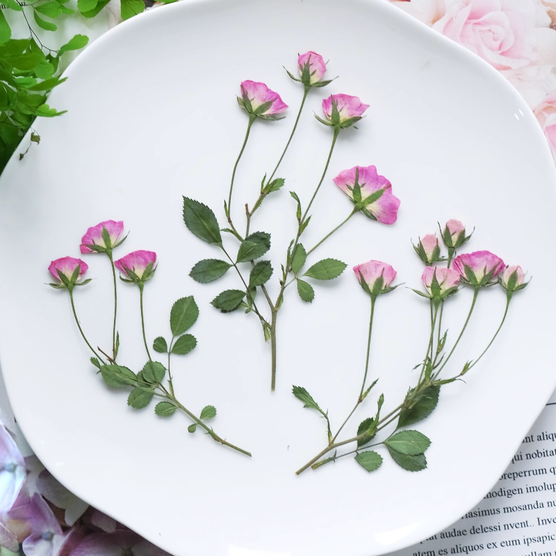 12pcs,Mini Pink Rose Pressed F - Pressed Flower Frame 评论和价格
