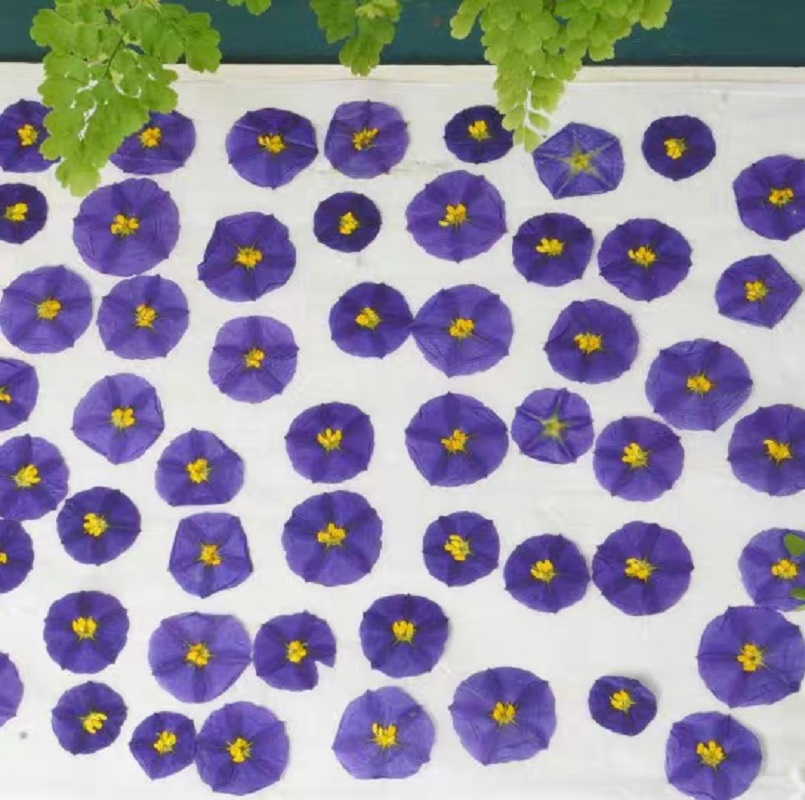 100pcs Pressed Dried Lycianthe - Pressed Flower Frame 评论和价格