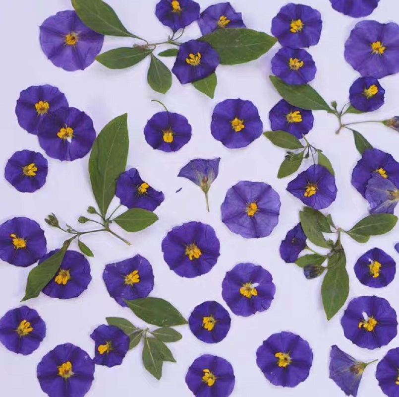 100pcs Pressed Dried Lycianthe - Pressed Flower Frame 评论和价格