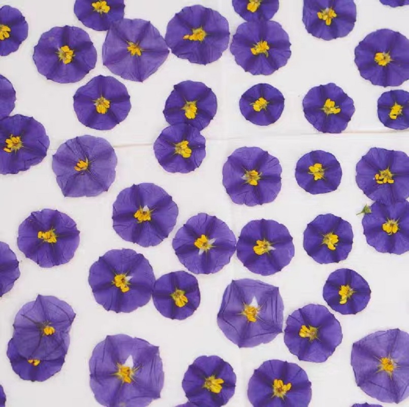 100pcs Pressed Dried Lycianthe - Pressed Flower Frame 评论和价格