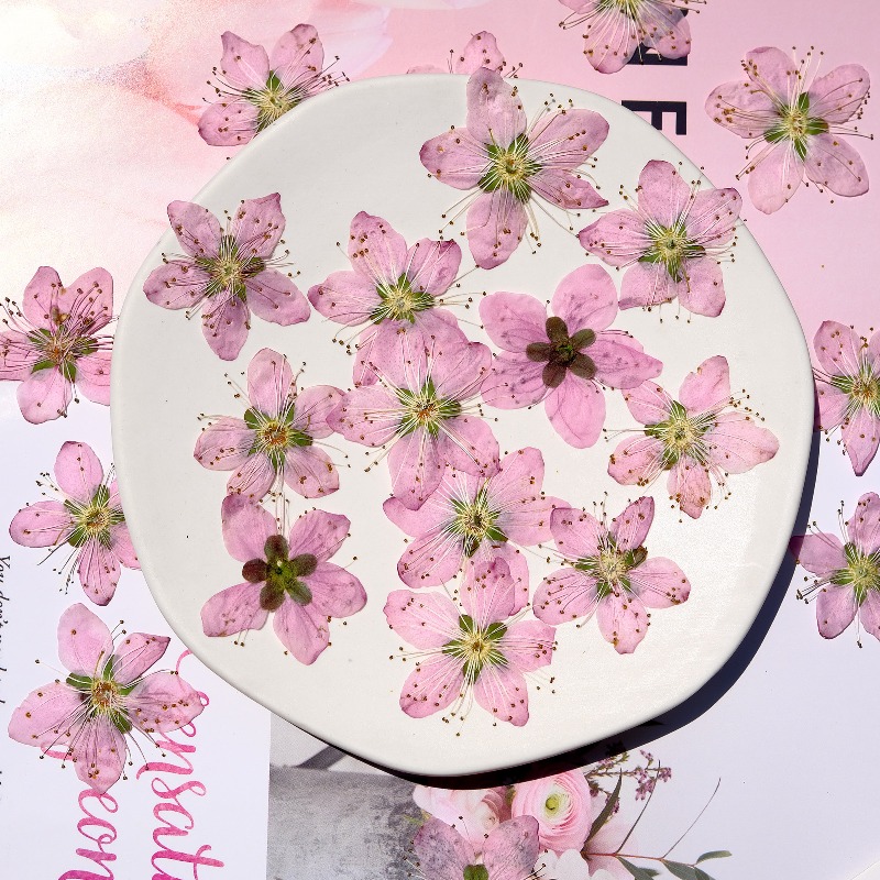 3-4cm./6pcs,Pink Peach Blossom - Pressed Flower Frame 评论和价格
