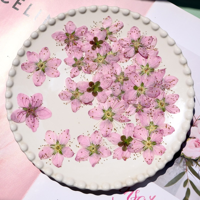 3-4cm./6pcs,Pink Peach Blossom - Pressed Flower Frame 评论和价格