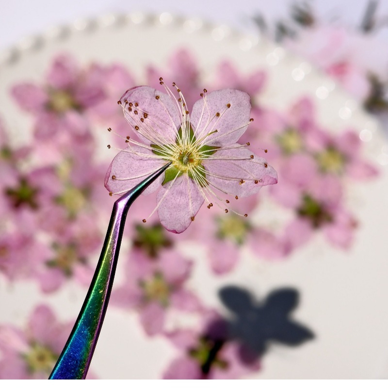 3-4cm./6pcs,Pink Peach Blossom - Pressed Flower Frame 评论和价格