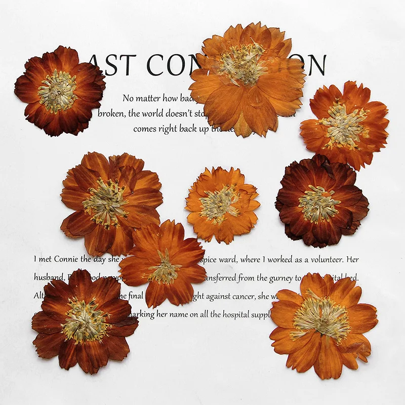 12pcs/3-5cm,Nature pressed Thi - Pressed Flower Frame 评论和价格