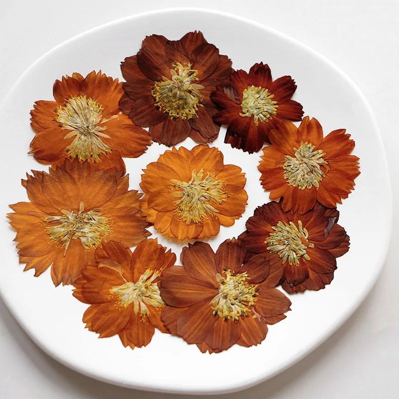 12pcs/3-5cm,Nature pressed Thi - Pressed Flower Frame 评论和价格