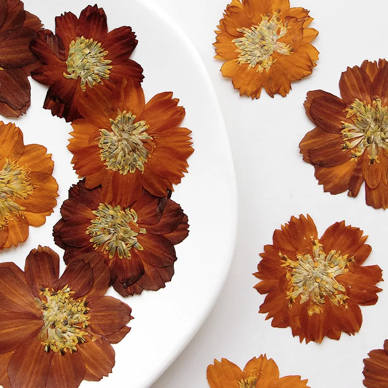 12pcs/3-5cm,Nature pressed Thi - Pressed Flower Frame 评论和价格