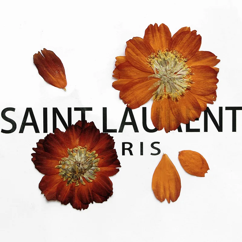 12pcs/3-5cm,Nature pressed Thi - Pressed Flower Frame 评论和价格