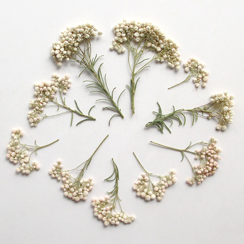 12pcs, Nature Millet Flower Br - Pressed Flower Frame 评论和价格