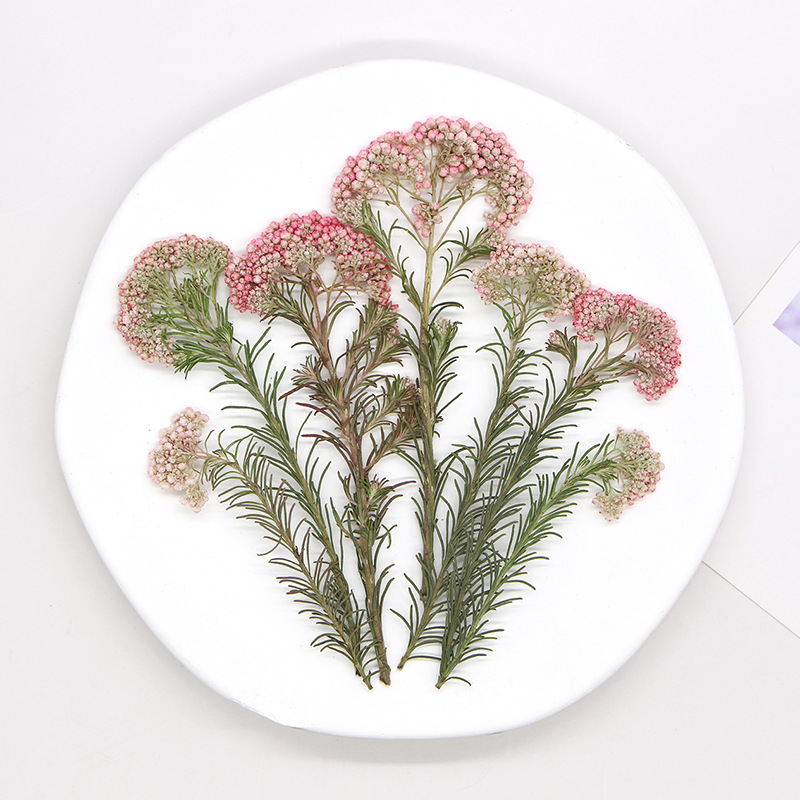 12pcs, Nature Millet Flower Br - Pressed Flower Frame 评论和价格