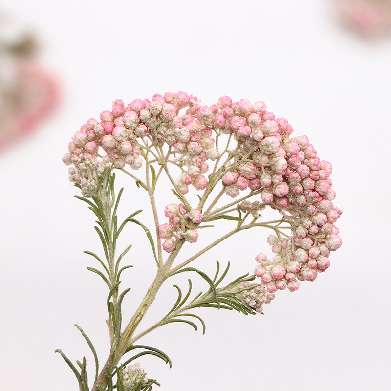 12pcs, Nature Millet Flower Br - Pressed Flower Frame 评论和价格