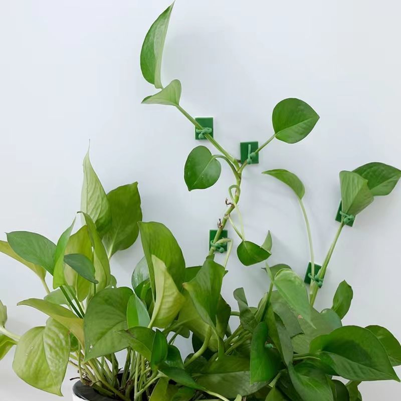 Self‑Adhesive Plant Climbing W - Home Decor Rattan 评论和价格