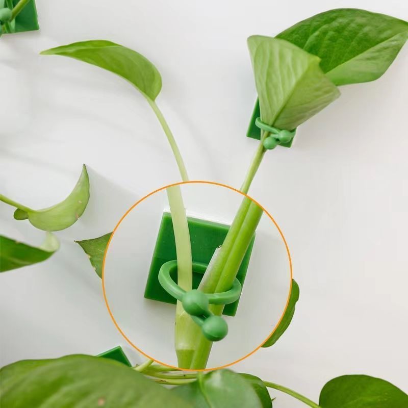 Self‑Adhesive Plant Climbing W - Home Decor Rattan 评论和价格