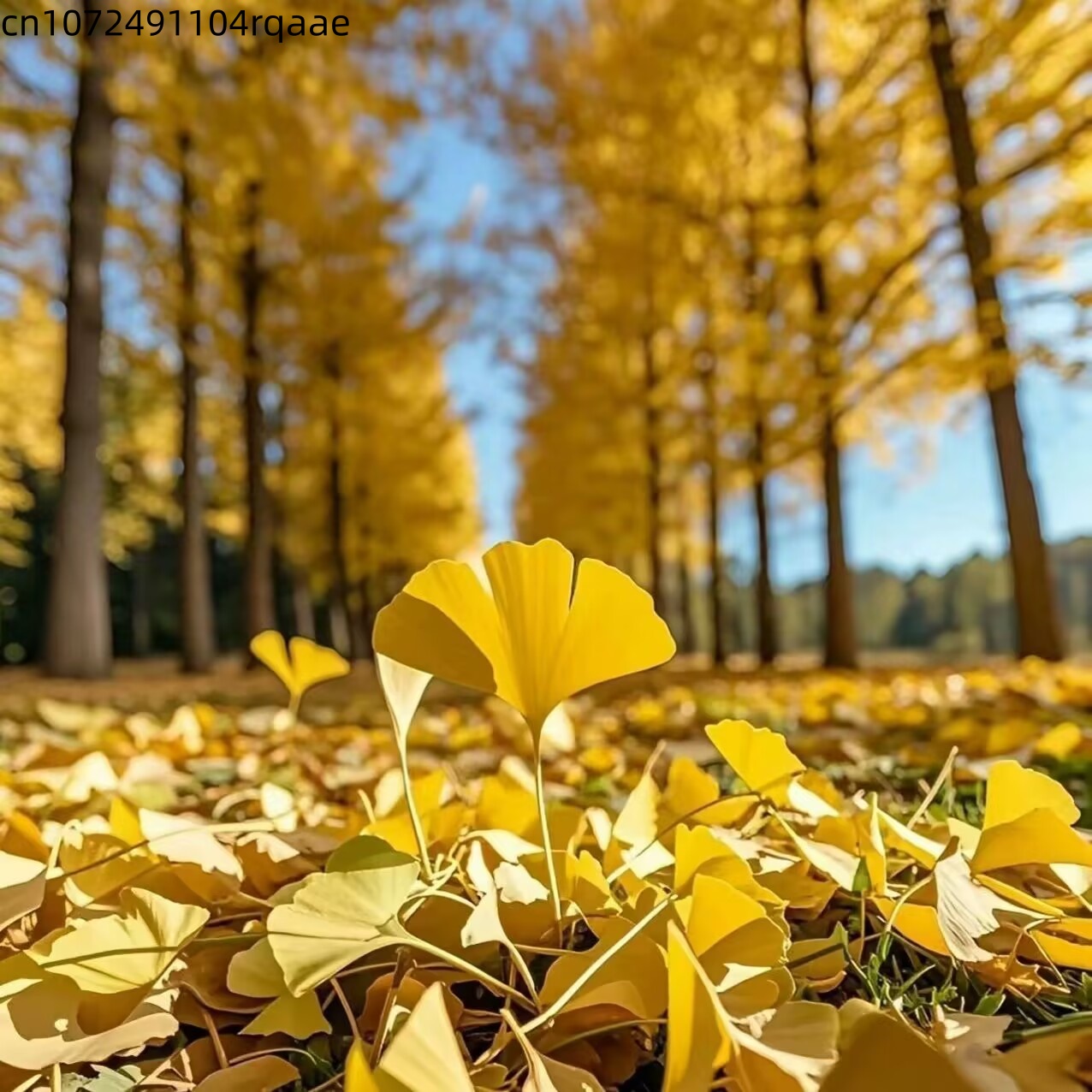 Natural Ginkgo Biloba Dried Le - Home Decor Rattan 评论和价格