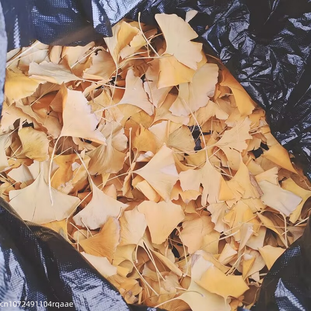 Natural Ginkgo Biloba Dried Le - Home Decor Rattan 评论和价格