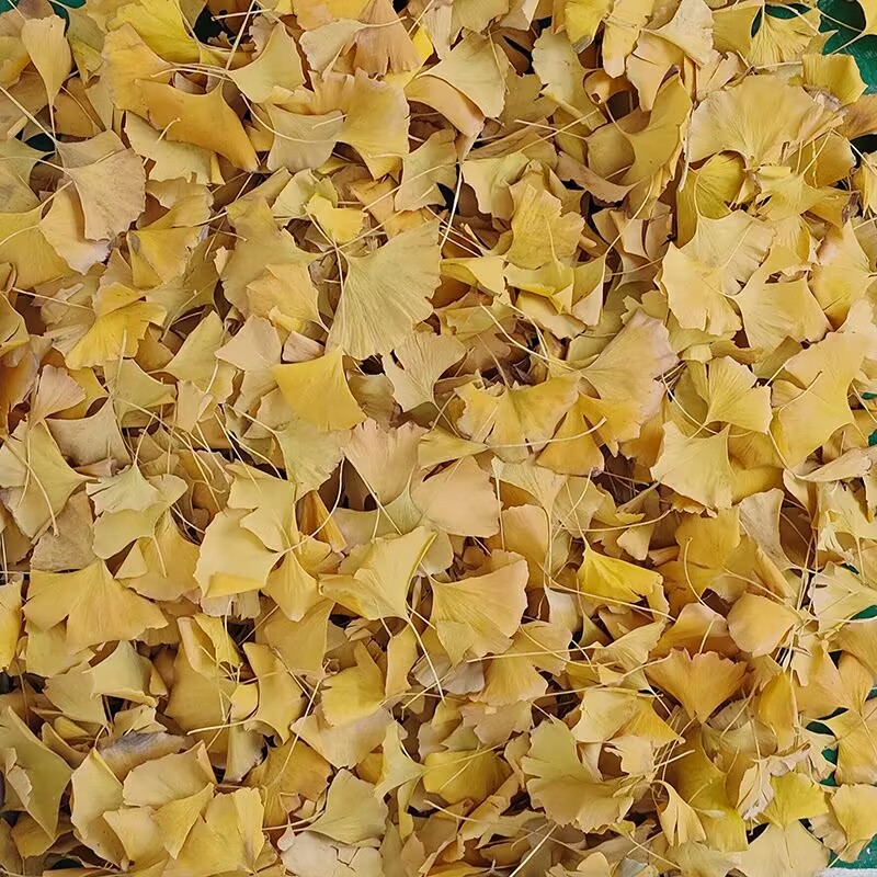Natural Ginkgo Biloba Dried Le - Home Decor Rattan 评论和价格