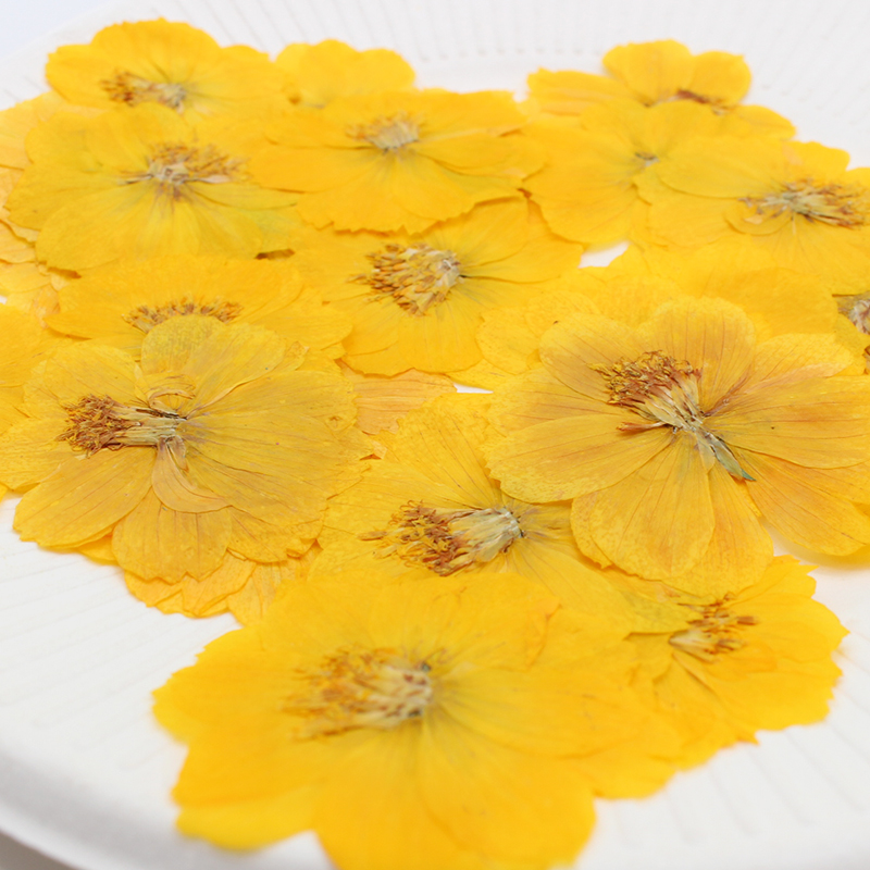 6pcs,Pressed Real Sulfur Cosmo - Pressed Flower Frame 评论和价格
