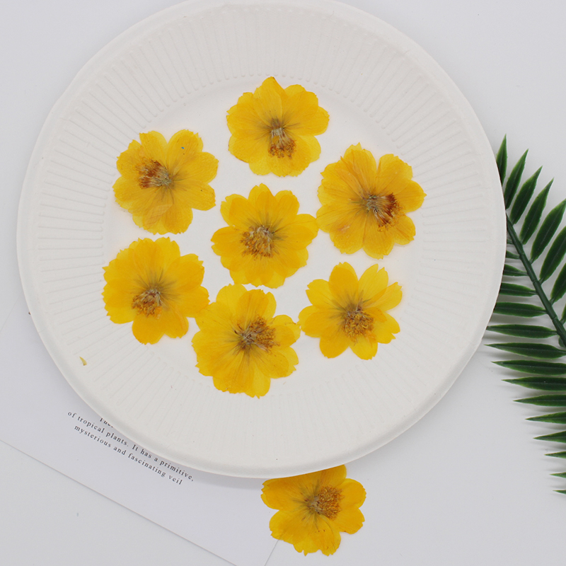 6pcs,Pressed Real Sulfur Cosmo - Pressed Flower Frame 评论和价格