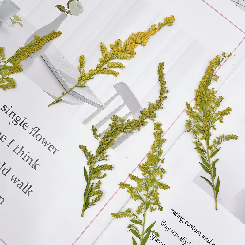 6-10cm/24pcs,natural pressed f - Pressed Flower Frame 评论和价格