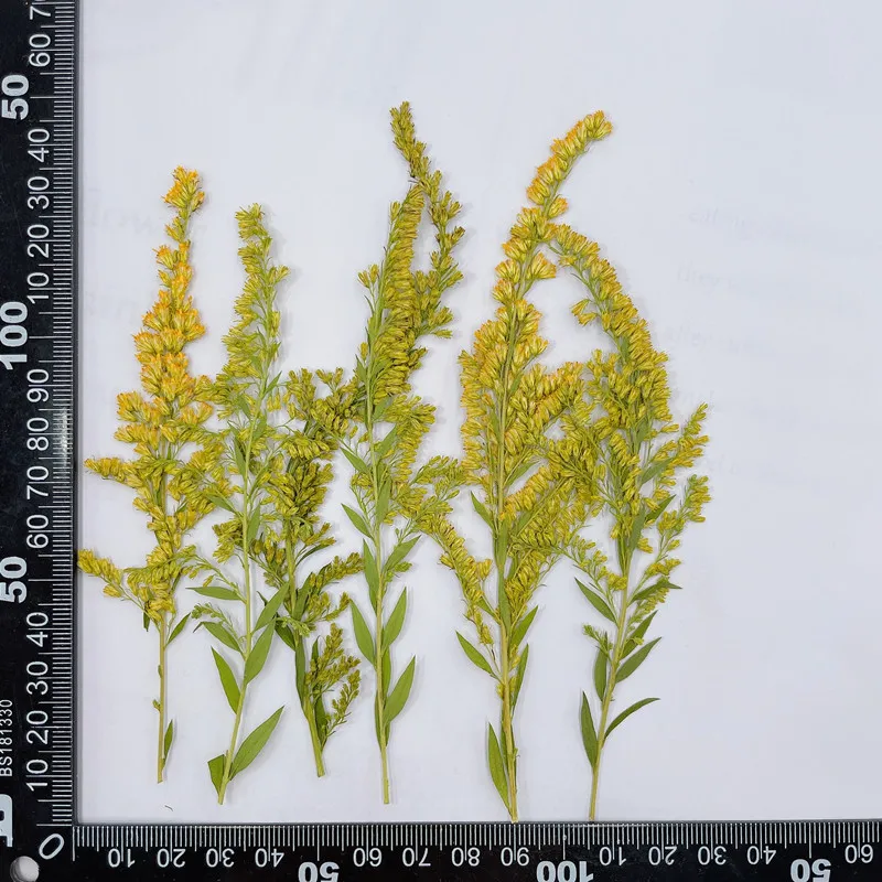 6-10cm/24pcs,natural pressed f - Pressed Flower Frame 评论和价格