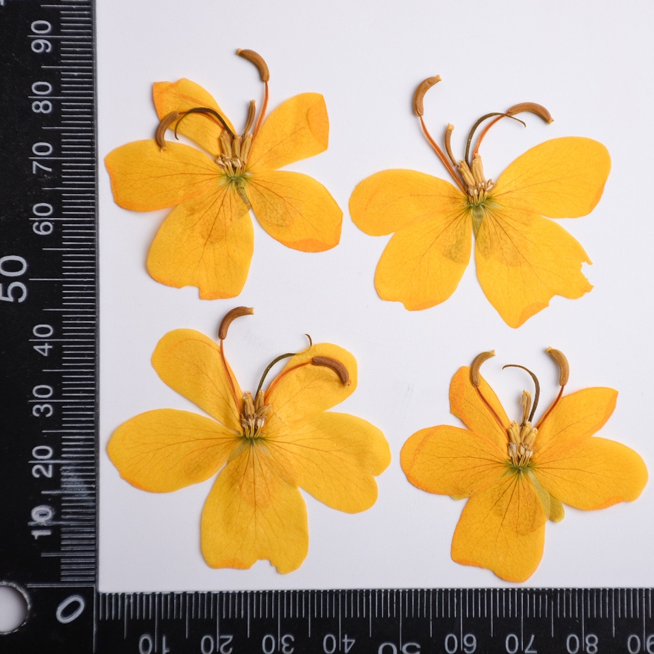 Pressed Dried Yellow Butterfly - Pressed Flower Frame 评论和价格