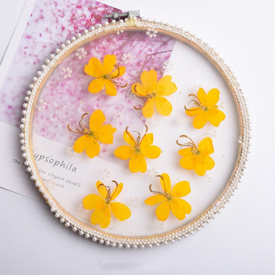 Pressed Dried Yellow Butterfly - Pressed Flower Frame 评论和价格