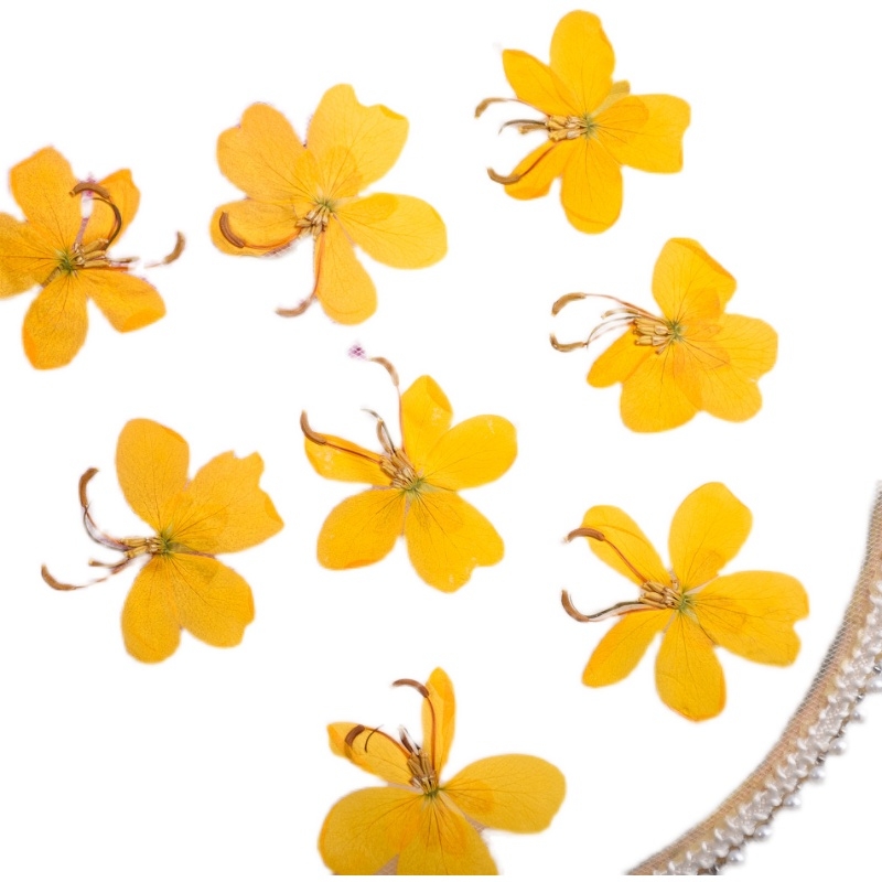 Pressed Dried Yellow Butterfly - Pressed Flower Frame 评论和价格